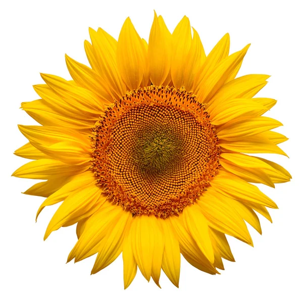 Blume Der Sonnenblume Kopf Isoliert Auf Weißem Hintergrund Samen Und — Stockfoto