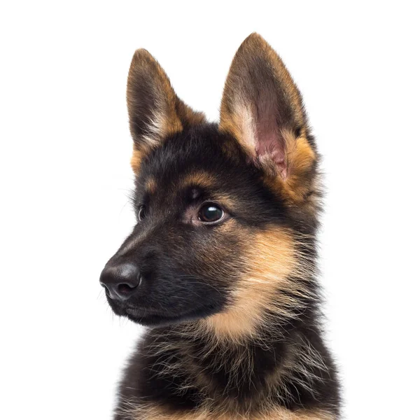 一只美丽的小狗是德国牧羊犬 被隔离在白色的背景上 棕色和黑色毛茸茸的狗特写 — 图库照片