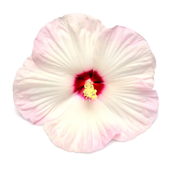 Beyaz Arka Plan Üzerinde Izole Pembe Hibiscus Çiçek Düz Yatıyordu — Stok fotoğraf