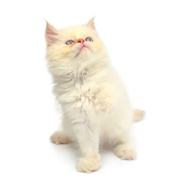 Krem Pięknie Zabawny Kotek Łapy Białym Tle Białym Tle Kot — Zdjęcie stockowe
