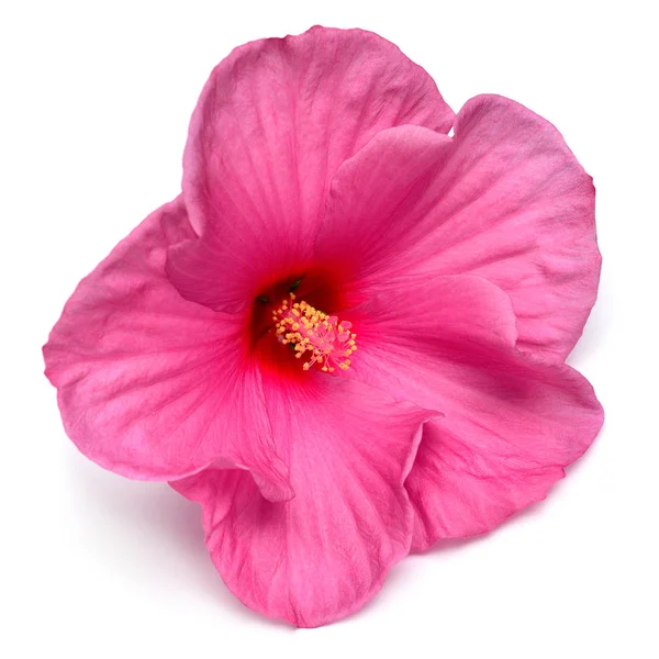 Розовый Гибискус Цветок Изолирован Белом Фоне Квартира Лежала Вид Сверху — стоковое фото