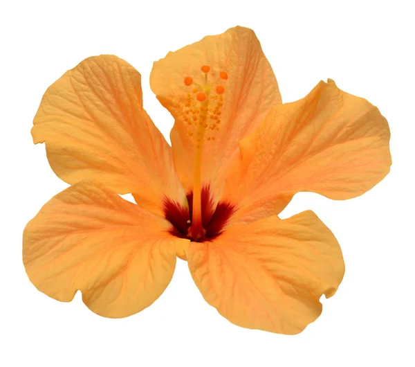 Orange Hibiscus Flower Isolated White Background Flat Lay Top View — Stock Photo, Image