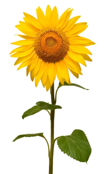 Flower Sunflower Isolated White Background Seeds Oil Flat Lay Top — Stock Photo, Image