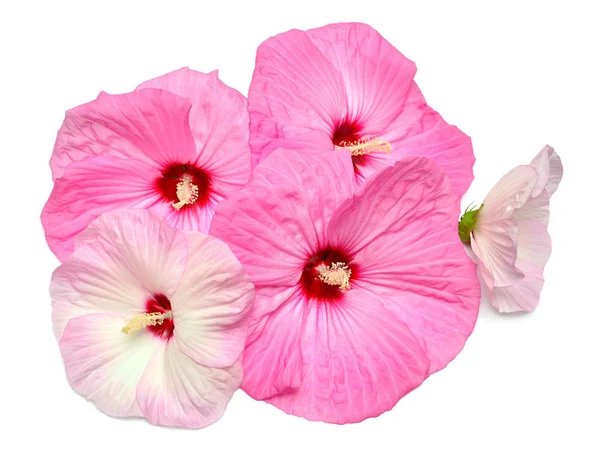 Pink Hibiscus Flowers Isolated White Background Flat Lay Top View — Stock Photo, Image