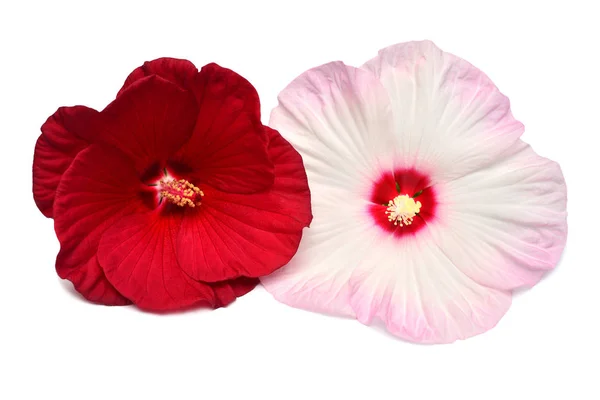 Δύο Ροζ Και Κόκκινα Hibiscus Λουλούδια Απομονώνονται Λευκό Φόντο Επίπεδη — Φωτογραφία Αρχείου