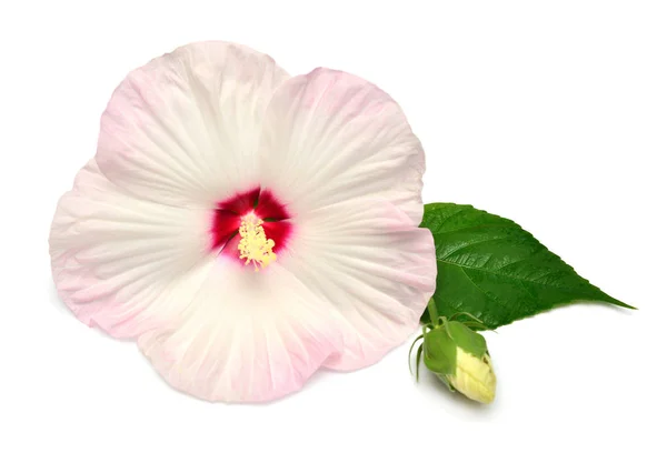 Fleur Hibiscus Rose Avec Bourgeon Feuille Isolés Sur Fond Blanc — Photo