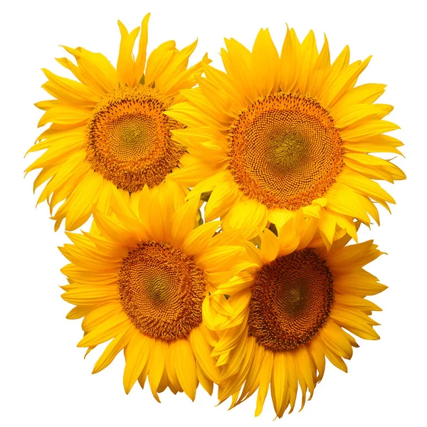 Flower Bouquet Sunflowers Isolated White Background Seeds Oil Floral Arrangement — Stock Photo, Image