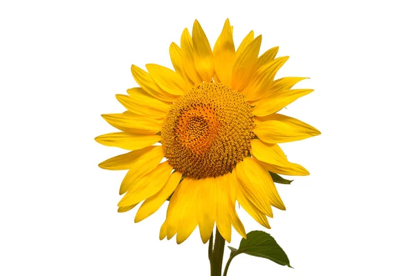 Flower Sunflower Head Isolated White Background Seeds Oil Flat Lay — Stock Photo, Image