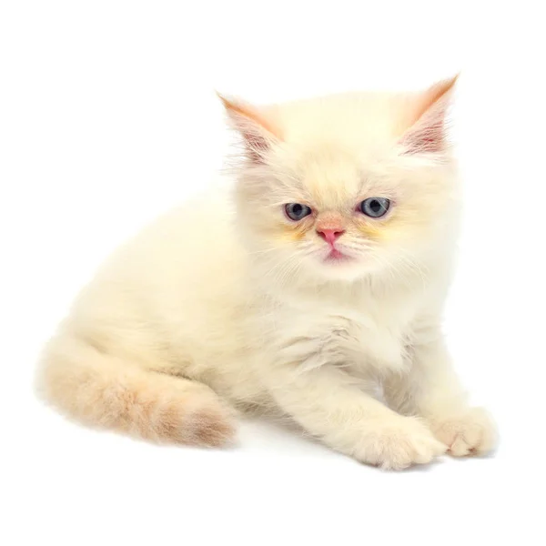 奶油美丽的好玩的小猫坐在白色的背景孤立 波斯猫创造性 — 图库照片