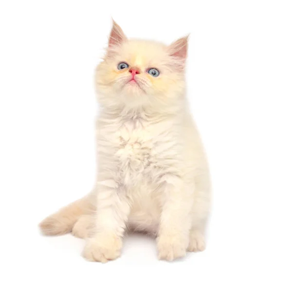 Creme Belas Patas Gatinho Brincalhão Isolado Fundo Branco Gato Persa — Fotografia de Stock