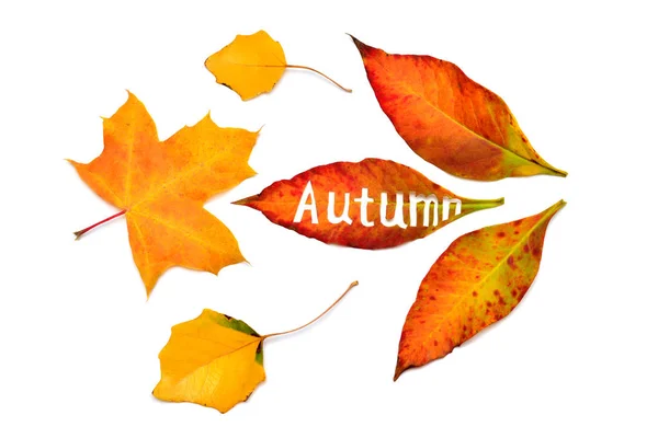 Kreatives Konzept Gelbe Und Rote Blätter Mit Der Aufschrift Herbst — Stockfoto
