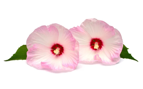 Różowy Kwiat Hibiskusa Ieaf Białym Tle Widok Płaski Świeckich Top — Zdjęcie stockowe