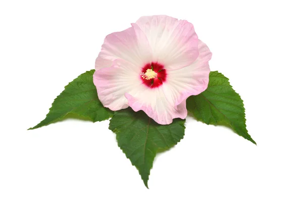 Розовый Гибискус Цветок Листьями Изолированы Белом Фоне Плоский Вид Сверху — стоковое фото