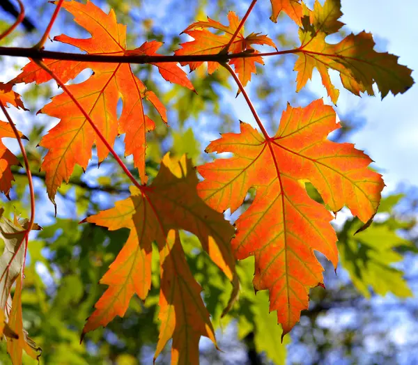 Mooie Gele Maple Laat Tegen Hemel Zonnige Herfstdag — Stockfoto