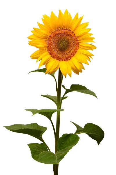 向日葵孤立在白色背景上的一朵 种子和油 顶视图 — 图库照片