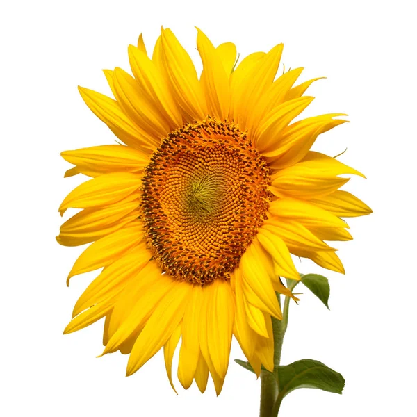 Flower Sunflower Head Isolated White Background Seeds Oil Flat Lay — Stock Photo, Image