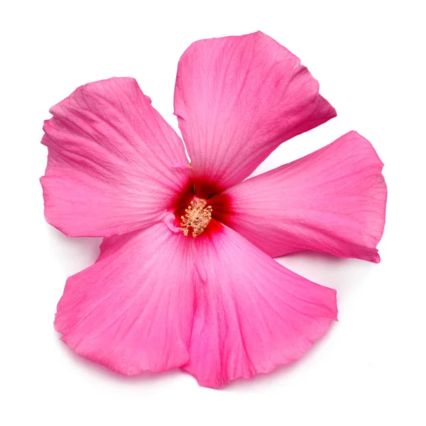 Roze Hibiscus Bloem Geïsoleerd Een Witte Achtergrond Plat Lag Top — Stockfoto