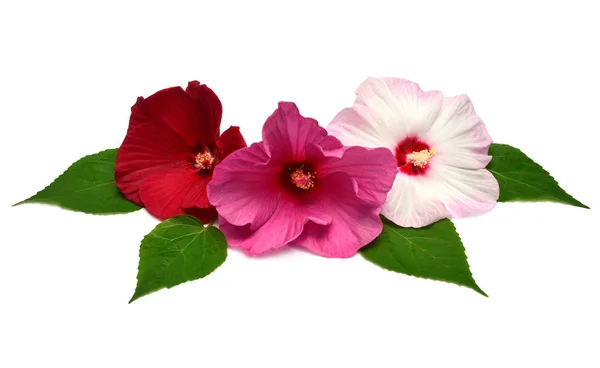 三朵粉红色的芙蓉花 叶子在白色背景上被隔离 平坦的平面 顶部的景色 — 图库照片
