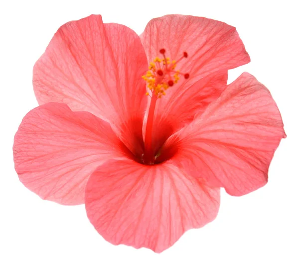 Ρόδινο Hibiscus Λουλουδιού Που Απομονώνονται Λευκό Φόντο Επίπεδη Lay Κορυφαία — Φωτογραφία Αρχείου