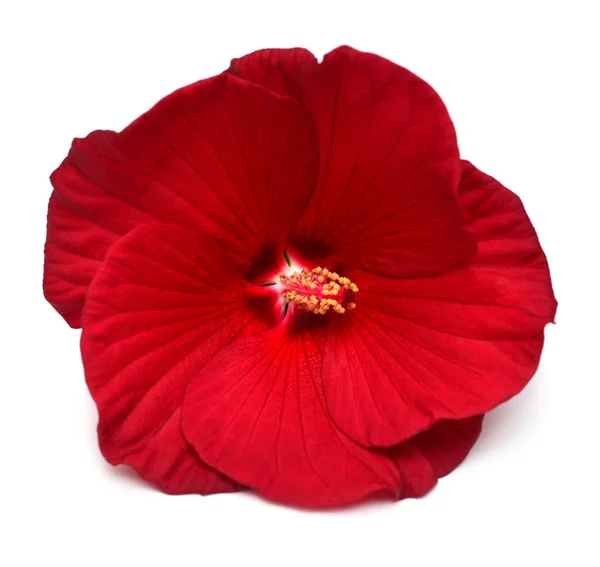 Röd Hibiscus Blomma Isolerad Vit Bakgrund Platt Lekmanna Top View — Stockfoto