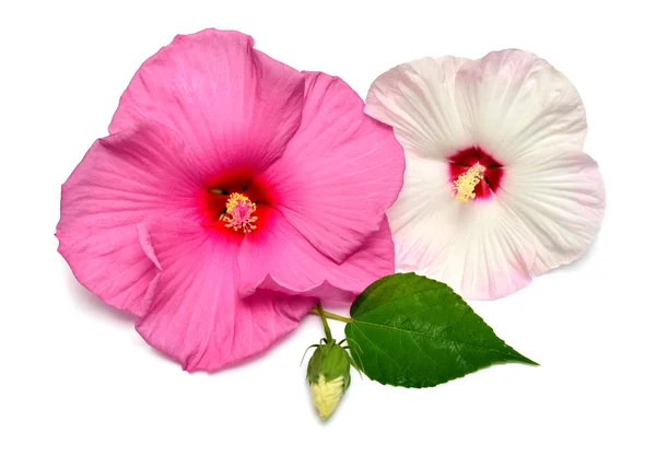 Два Розовых Цветка Гибискуса Бутоном Листом Изолированы Белом Фоне Плоский — стоковое фото