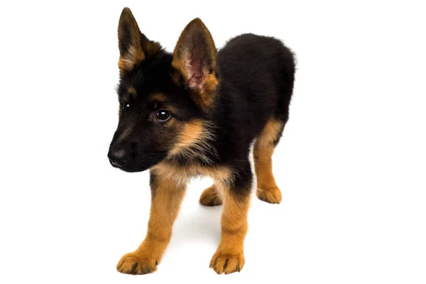 Beautiful Puppy German Shepherd Isolated White Background Fluffy Dog Close — Stock Photo, Image