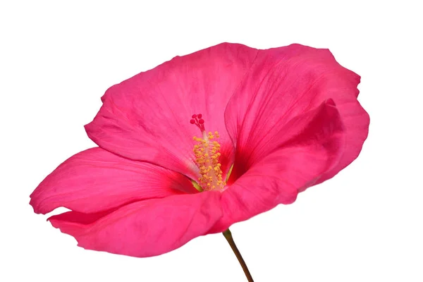 Rosa Hibiskus Blomma Isolerad Vit Bakgrund Platt Lekmanna Top View — Stockfoto