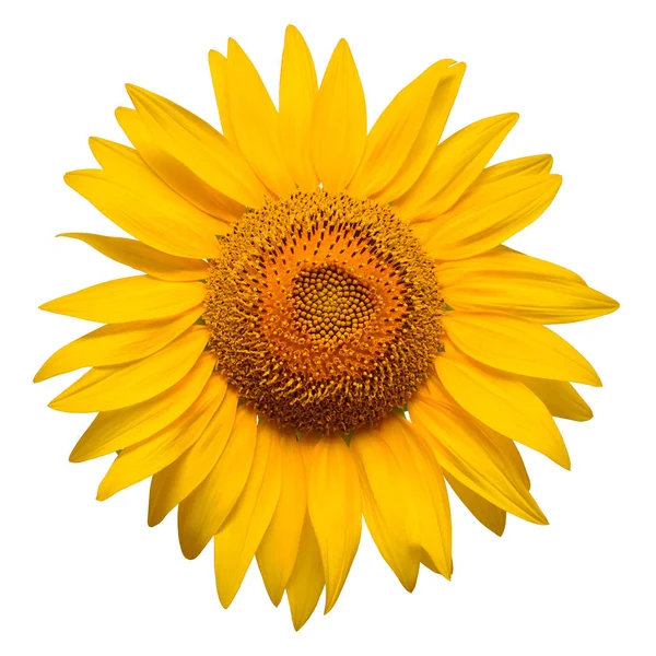 Flower Sunflower Head Isolated White Background Seeds Oil Flat Lay — Stock Photo, Image