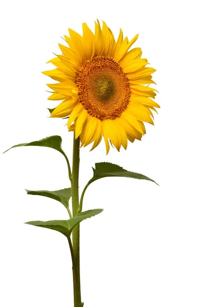 Kwiat Słonecznika Białym Tle Nasiona Olej Widok Płaski Świeckich Top — Zdjęcie stockowe