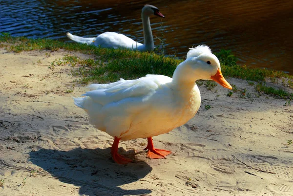 在河的背景下 沙中美丽的烤鸭 — 图库照片