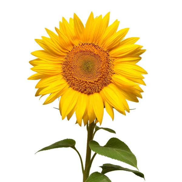 Квітка Соняшникової Голови Ізольована Білому Тлі Насіння Олія Плоский Прошарок — стокове фото