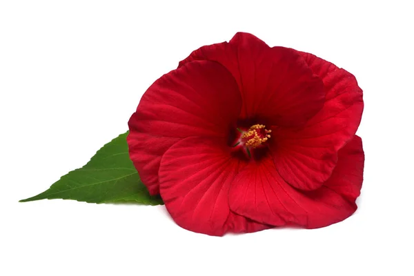 Kwiat Czerwony Hibiscus Liść Białym Tle Widok Płaski Świeckich Top — Zdjęcie stockowe