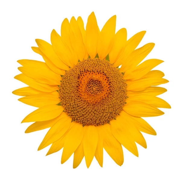 Flower Sunflower Head Isolated White Background Seeds Oil Flat Lay — Stock Photo, Image