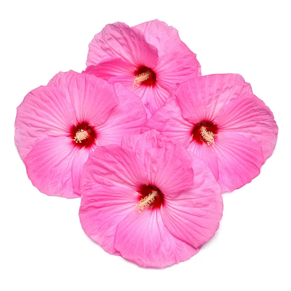 Fyra Rosa Hibiskusblommor Isolerad Vit Bakgrund Platt Lekmanna Top View — Stockfoto