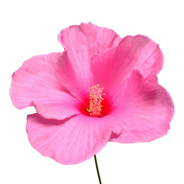 Rosa Hibiskusblüte Isoliert Auf Weißem Hintergrund Flache Lage Draufsicht Makro — Stockfoto