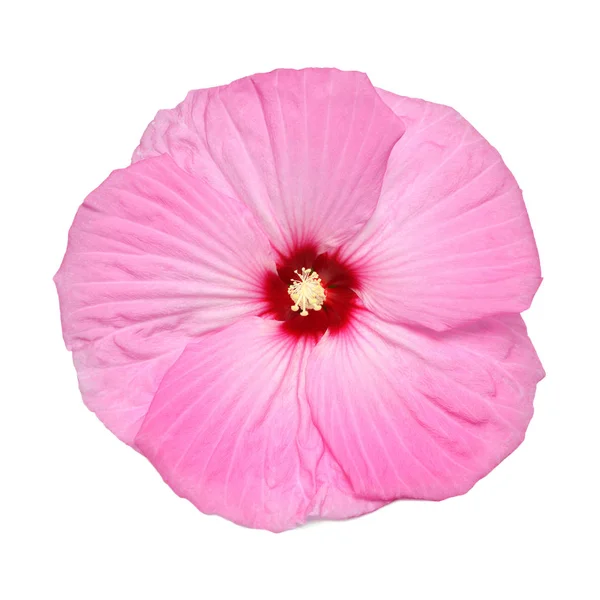 Beyaz Arka Plan Üzerinde Izole Pembe Hibiscus Çiçek Düz Yatıyordu — Stok fotoğraf