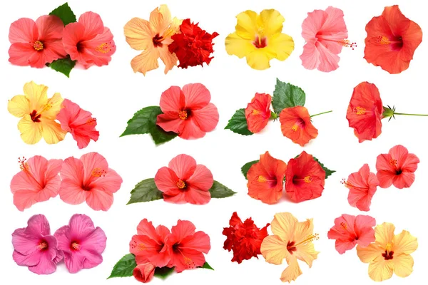 Collection Colored Hibiscus Flowers Leaves Isolated White Background Flat Lay — Stock Photo, Image