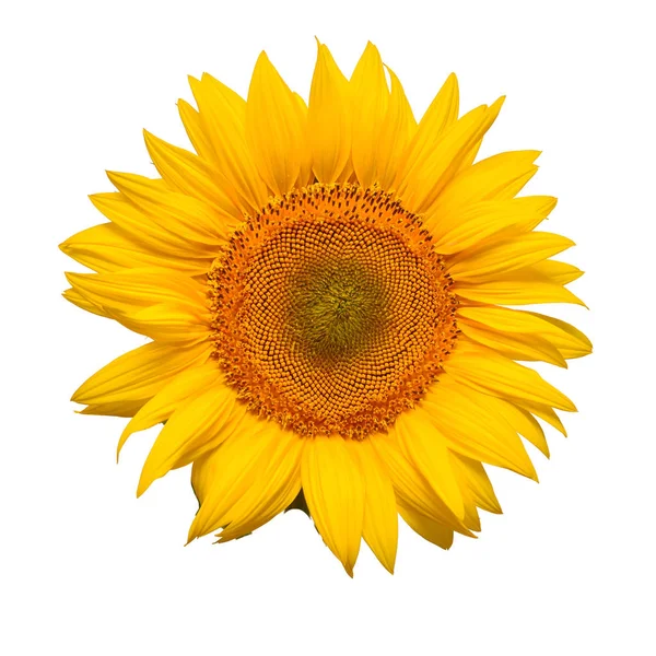 Квітка Соняшникової Голови Ізольована Білому Тлі Насіння Олія Плоский Прошарок — стокове фото