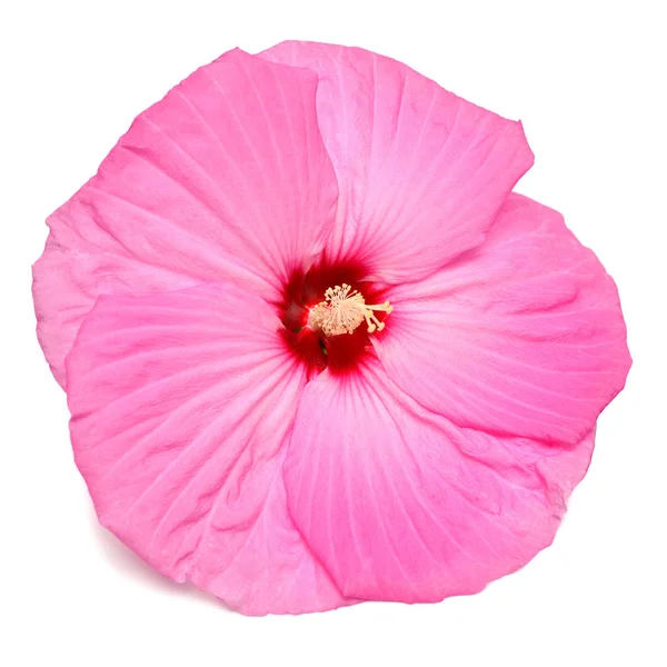Roze Hibiscus Bloem Geïsoleerd Een Witte Achtergrond Plat Lag Top — Stockfoto