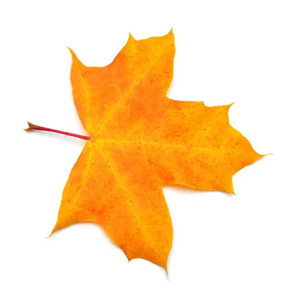 Autumn Yellow Maple Leaf Isolated White Background Falling Foliage Flat — Stock Photo, Image