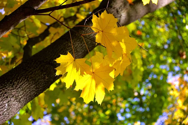 Hermosas Hojas Arce Amarillo Contra Cielo Otoño Día Soleado —  Fotos de Stock