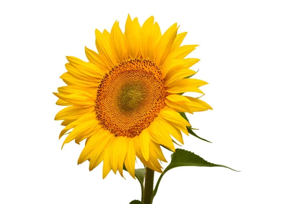 Kwiat Słonecznika Głowy Białym Tle Nasiona Olej Widok Płaski Świeckich — Zdjęcie stockowe