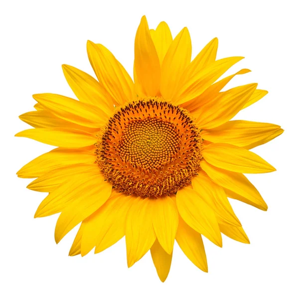 Makro Kwiat Słonecznika Głowy Białym Tle Nasiona Olej Widok Płaski — Zdjęcie stockowe