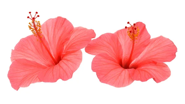 Two Pink Hibiscus Flowers Isolated White Background Flat Lay Top — Stock Photo, Image