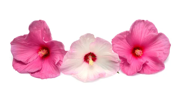 Três Flores Hibisco Rosa Isoladas Fundo Branco Deitado Plano Vista — Fotografia de Stock