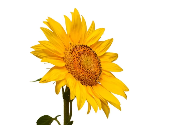 Flower Sunflower Head Isolated White Background Seeds Oil Flat Lay — Stock Photo, Image