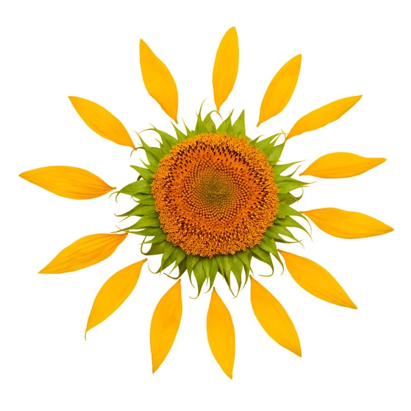 Kreativní Nápad Slunce Slunečnice Okvětní Lístky Žlutý Květ Jádro Plochá — Stock fotografie