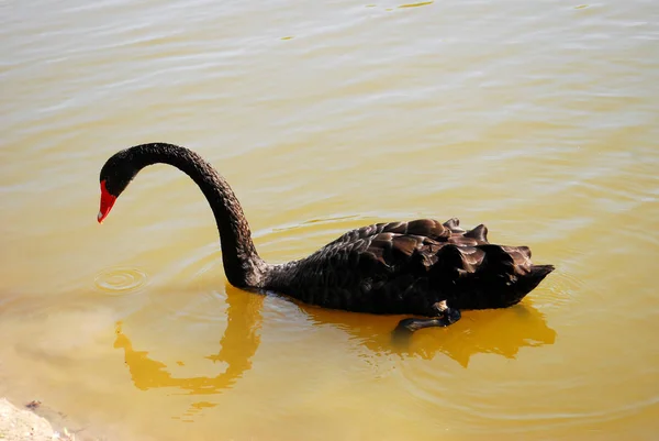 Cisne Negro Nadando Agua Del Lago Reflectante —  Fotos de Stock
