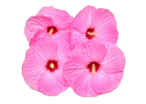 Fyra Rosa Hibiskusblommor Isolerad Vit Bakgrund Platt Lekmanna Top View — Stockfoto