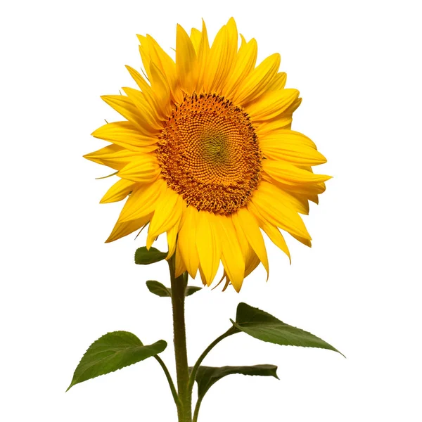Květ Slunečnice Izolovaných Bílém Pozadí Semena Olej Plochá Ležel Horní — Stock fotografie